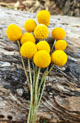 Billy Buttons - Natural - Locally Grown