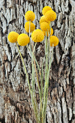 Billy Buttons - Natural - Locally Grown