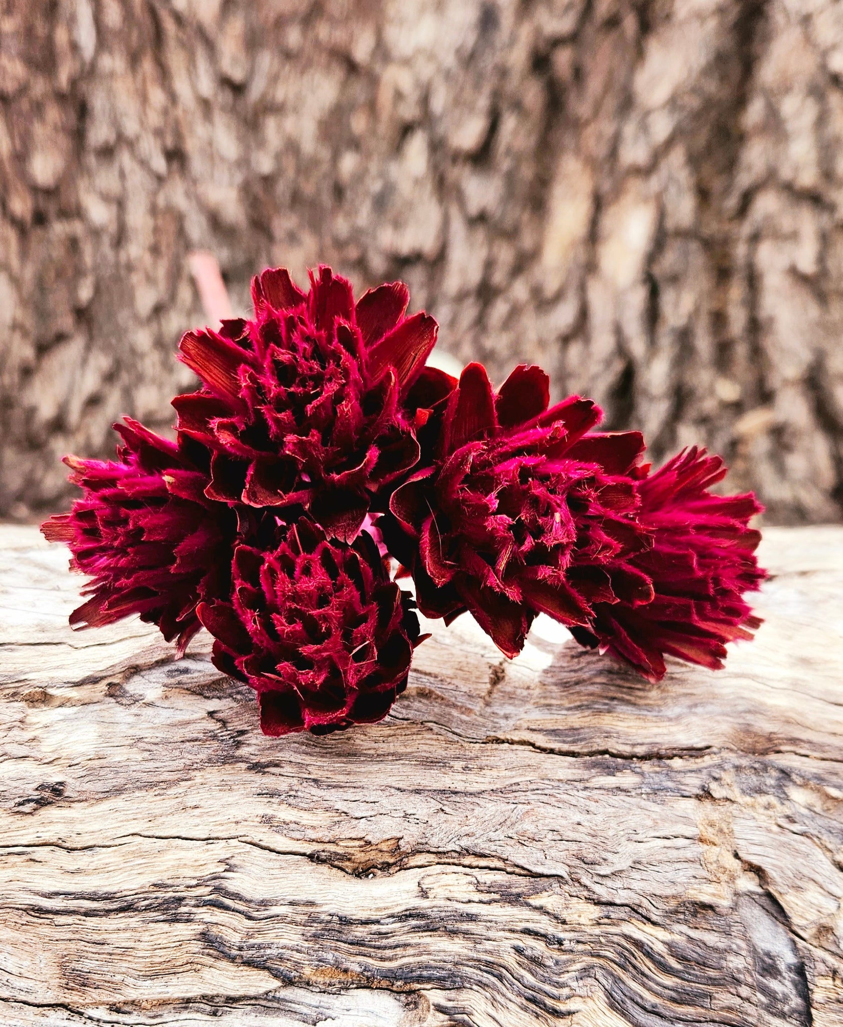 Plumosum  - Fuchsia pink