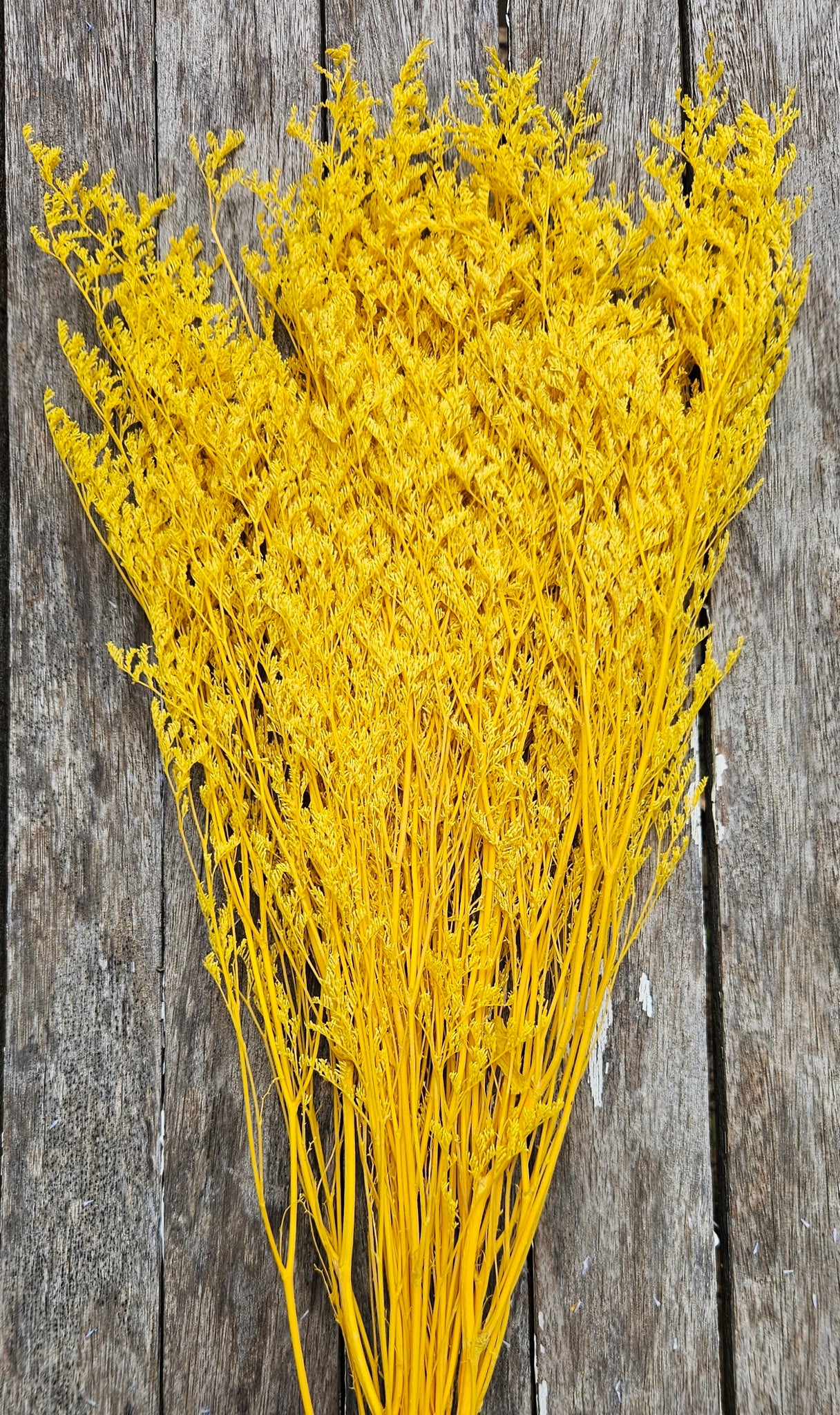 Limonium/Misty/Statice - Daisy Yellow