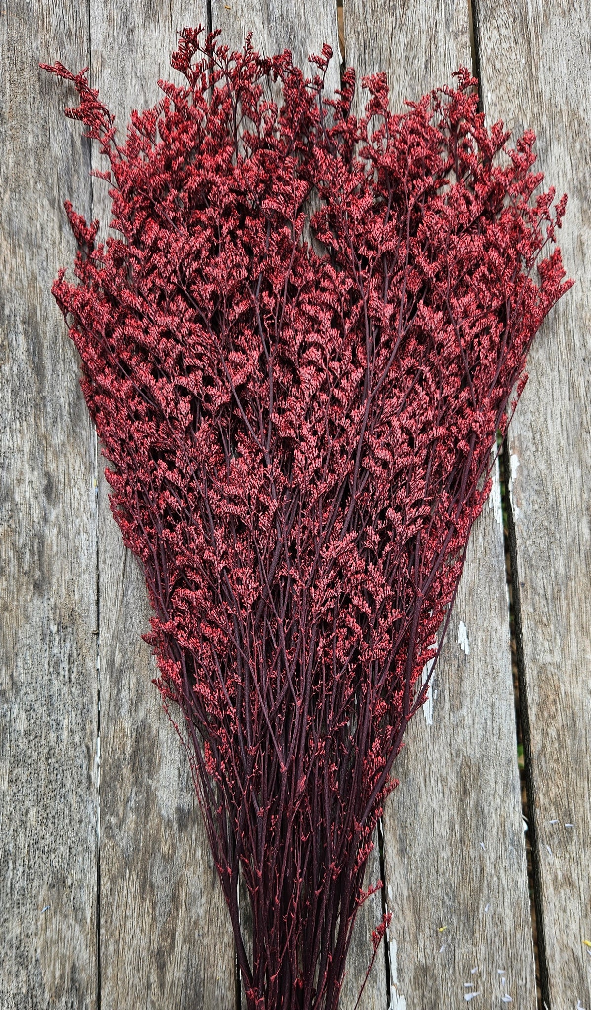 Limonium/Misty/Statice - Burgundy Red