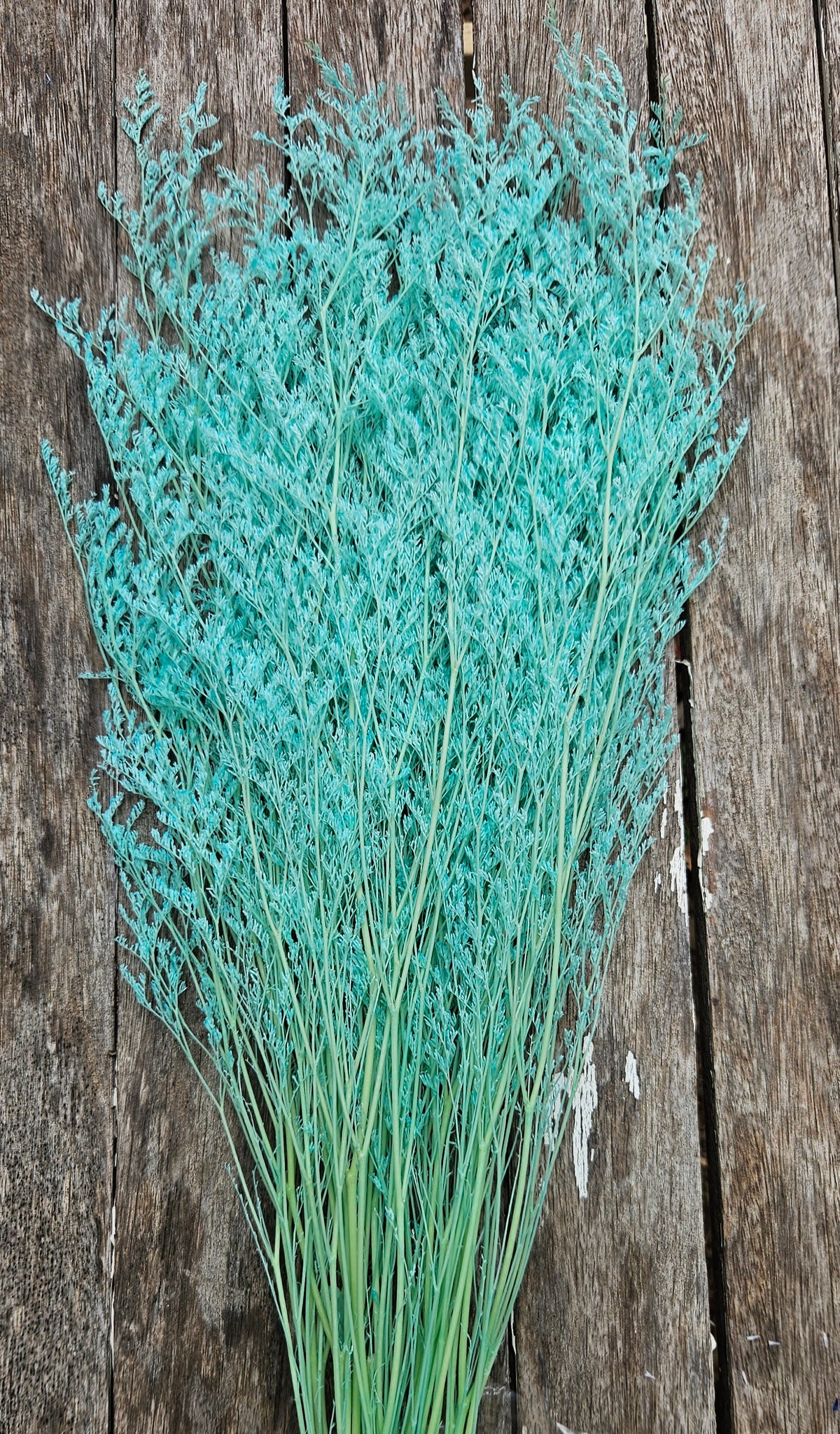 Limonium/Misty/Statice - Pastel Turquoise Blue