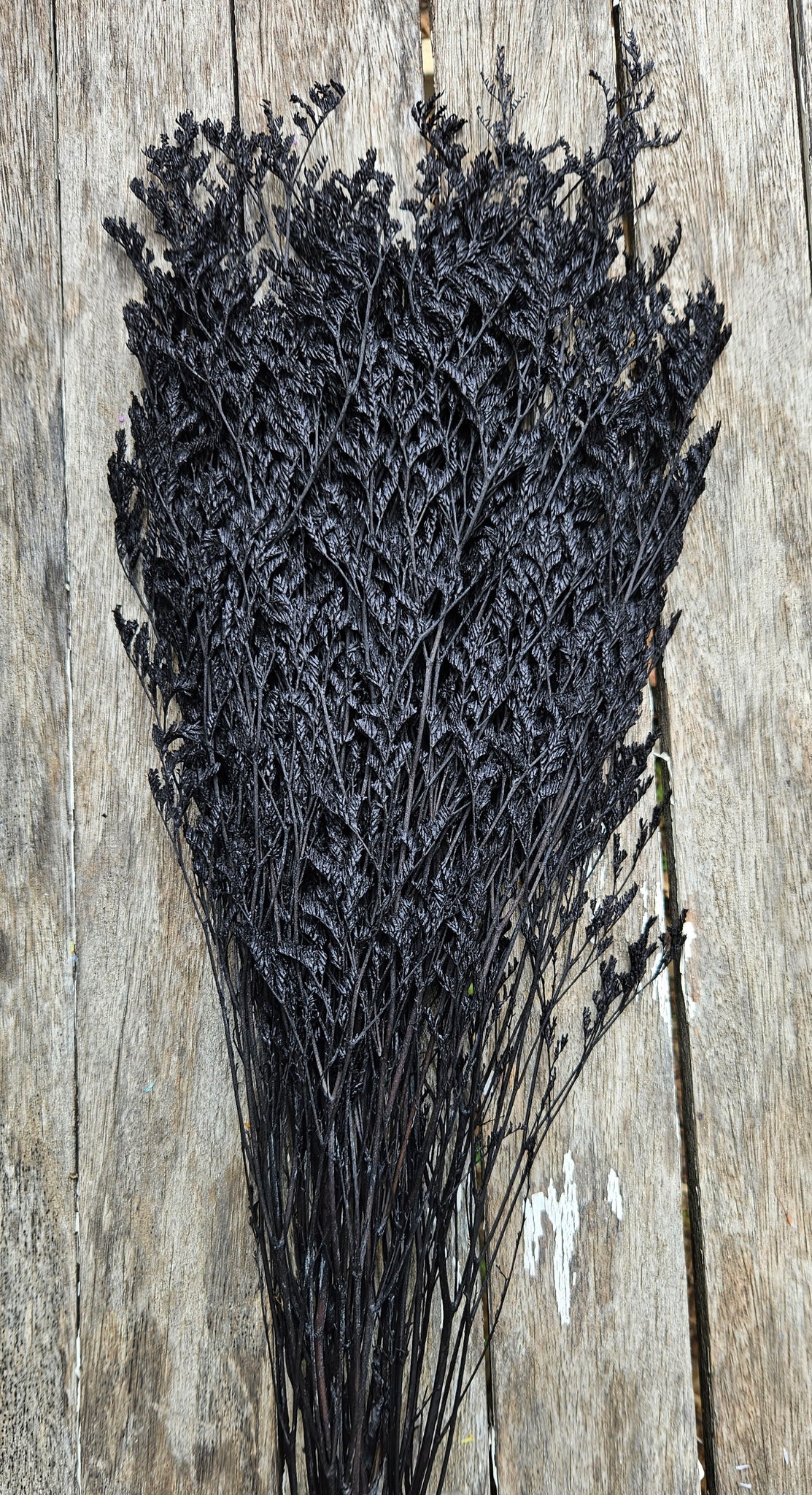 Limonium / Misty / statice - Ebony Black