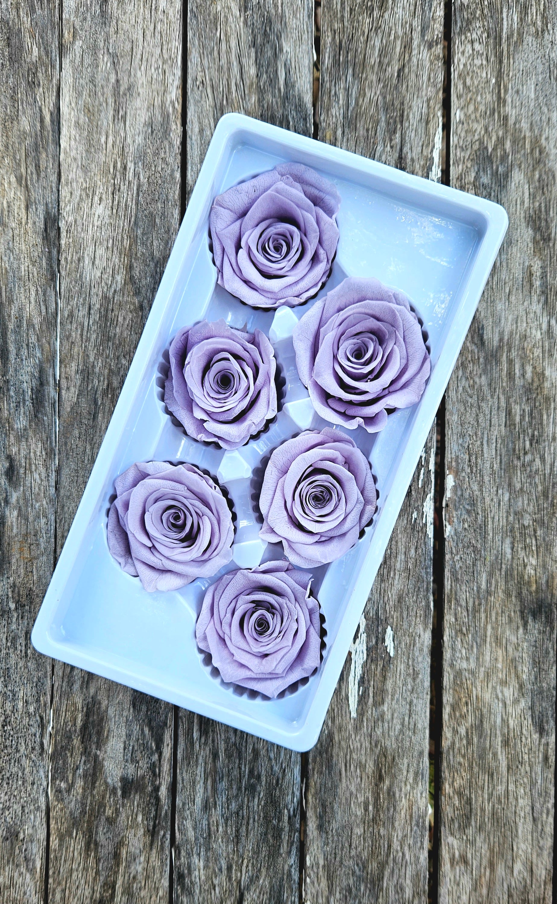 Roses Preserved - 6 pack - Softest Lavender Purple – The Green Shed