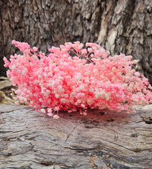 Baby’s Breath - Gypsophila Preserved - Soft Candy Pink Tones