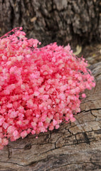 Baby’s Breath - Gypsophila Preserved - Soft Candy Pink Tones
