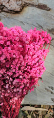 Baby’s Breath - Gypsophila Preserved - Barbie Pink Ombre