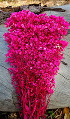 Breath - Gypsophila Preserved - Hot Barbie Pink Ombre