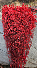 Baby’s Breath - Gypsophila Preserved - Raspberry Red Ombre