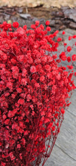 Baby’s Breath - Gypsophila Preserved - Raspberry Red Ombre
