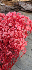 Baby’s Breath - Gypsophila Preserved - Coral Pink Ombre