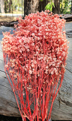 Baby’s Breath - Gypsophila Preserved - Soft Salmon Pink Ombre