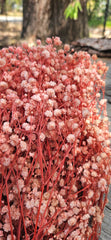 Baby’s Breath - Gypsophila Preserved - Soft Salmon Pink Ombre