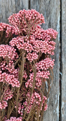 Rice flower - Dusty Pearl Pink Tones