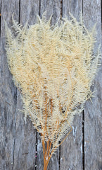 Fern - Mountain Fern - Creamy Ivory White
