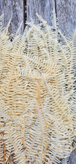 Fern - Mountain Fern - Creamy Ivory White