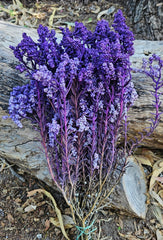 Sago Preserved - Lilac Purple Tones