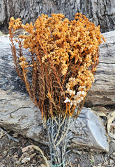 Sago Preserved - Soft Autumn Orange Tones