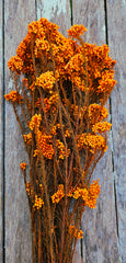 Rice flower - Autumn Orange Tones