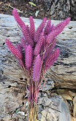 Grass - Crimson Clover - Sweet Pink