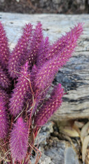 Grass - Crimson Clover - Sweet Pink