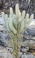 Grass - Crimson Clover