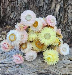 Everlastings/Straw Flowers - Ivory Whites Soft Pink Pastel Yellow Mix