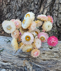 Everlastings/Straw Flowers - Ivory Whites Soft Pink Pastel Yellow Mix