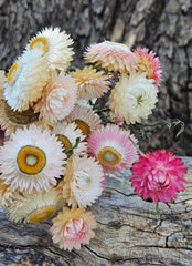 Everlastings/Straw Flowers - Ivory Whites Soft Pink Pastel Yellow Mix