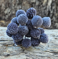 Billy Buttons - Mini - Smokey Gray