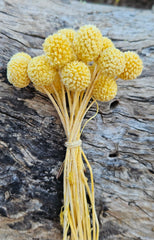 Billy Buttons - Mini - Soft Yellow