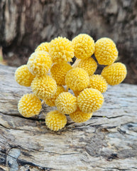 Billy Buttons - Mini - Soft Yellow