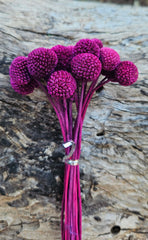 Billy Buttons - Mini - Dark Magenta Pink