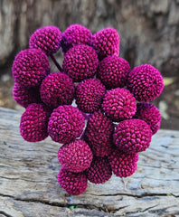 Billy Buttons - Mini - Dark Magenta Pink