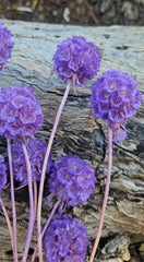 Scabiosia - Lilac Purple