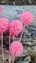 Scabiosia - Candy Pink