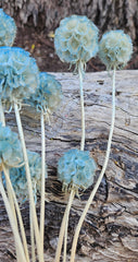 Scabiosia - Soft Teal Blue Ombre