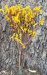 Kangaroo Paw - Natural Yellow - Preserved
