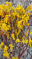 Kangaroo Paw - Natural Yellow - Preserved