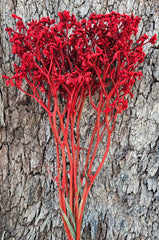 Kangaroo Paw - Phoenix Red- Preserved