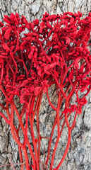Kangaroo Paw - Phoenix Red- Preserved