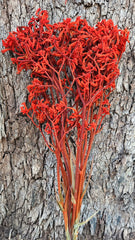 Kangaroo Paw - Deep Burnt Orange - Preserved