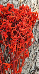 Kangaroo Paw - Deep Burnt Orange - Preserved