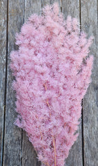 Ming Fern - Soft Pink