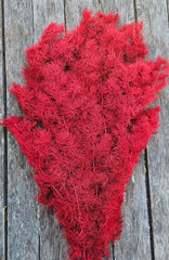 Ming Fern - Ruby Red