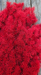 Ming Fern - Ruby Red