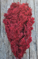 Ming Fern - Deep Burgundy Red