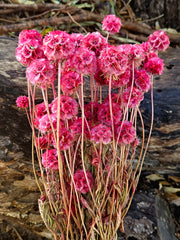 Scabiosia - Large Bunch - Rosy Pink