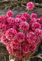Scabiosia - Large Bunch - Rosy Pink