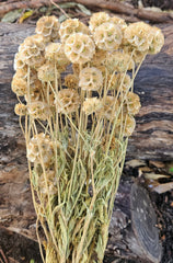 Scabiosia - Large Bunch - Natural